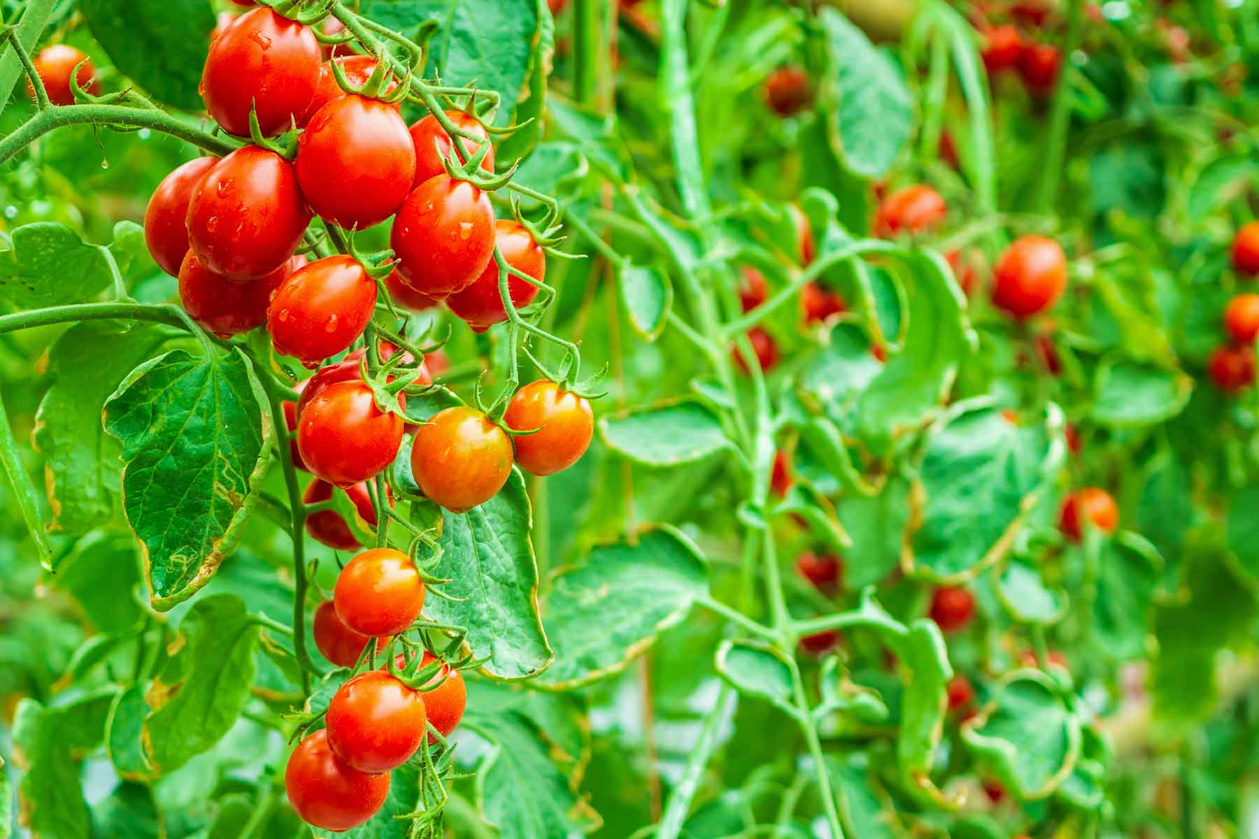 Orto sul balcone: Terriccio e terra di campo - Giornale del cibo